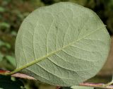 Image of taxon representative. Author is Валерий Куделя