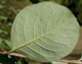 род Cotoneaster