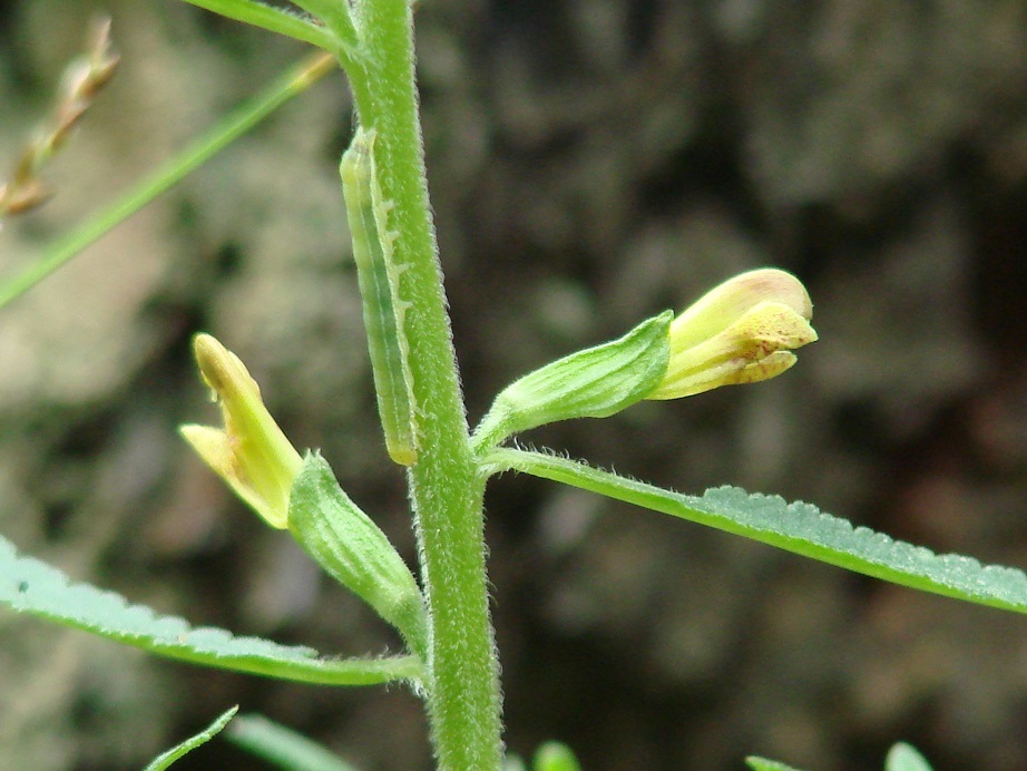 Image of Pedicularis labradorica specimen.
