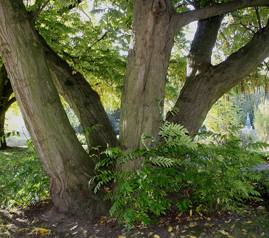 Image of Fraxinus excelsior specimen.
