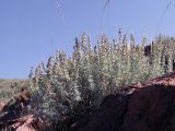 Artemisia rutifolia