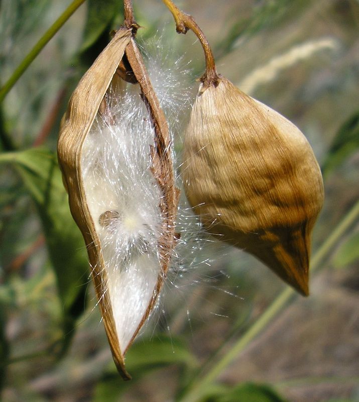 Image of Vincetoxicum hirundinaria specimen.