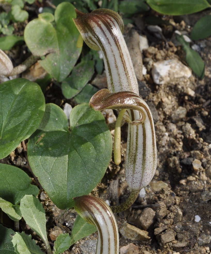 Изображение особи Arisarum vulgare.