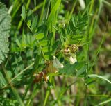 Vicia abbreviata. Верхушка цветущего растения. Нагорный Карабах, окр. г. Шуши, Унотское ущелье, луговой склон. 05.05.2013.