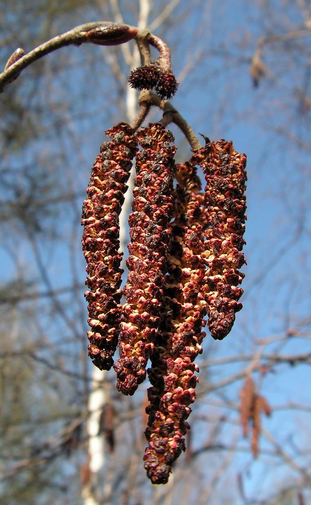 Image of Alnus hirsuta specimen.