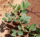 Vicia narbonensis