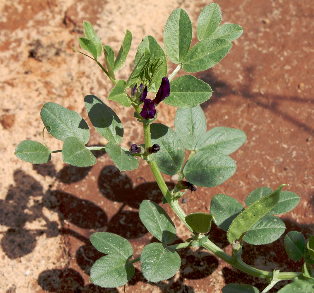 Изображение особи Vicia narbonensis.