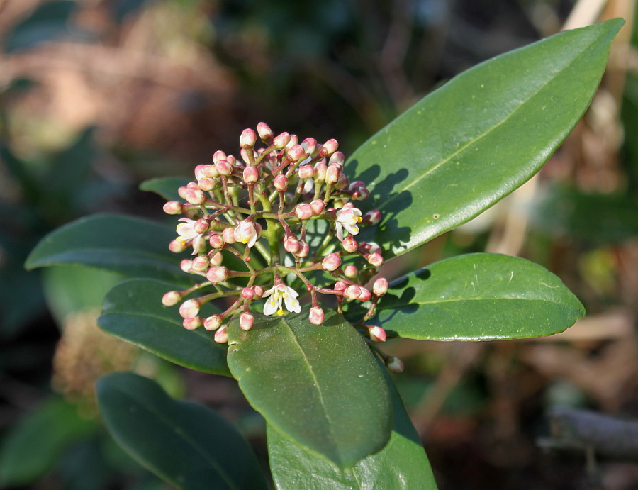 Image of Skimmia reevesiana specimen.