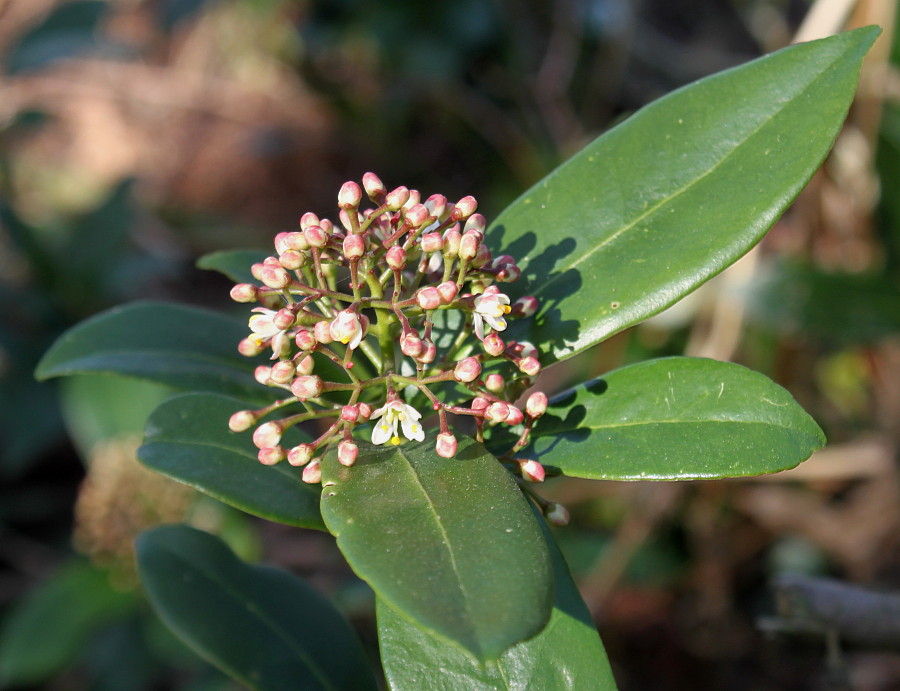 Изображение особи Skimmia reevesiana.