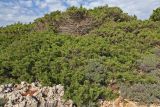 Juniperus phoenicea. Заросли взрослых растений на берегу моря. Греция, п-ов Пелопоннес, окр. г. Катаколо. 12.04.2014.
