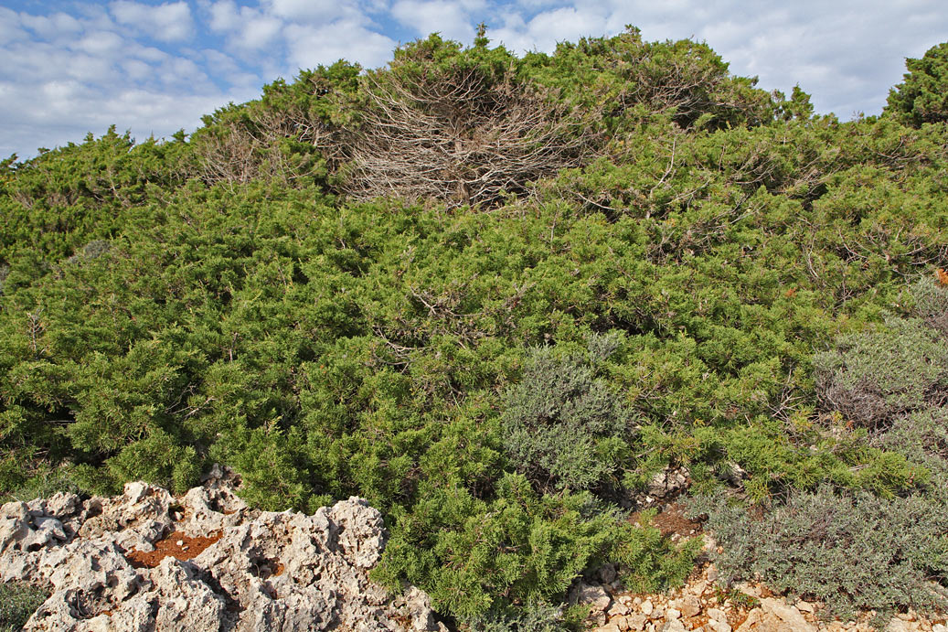 Изображение особи Juniperus phoenicea.