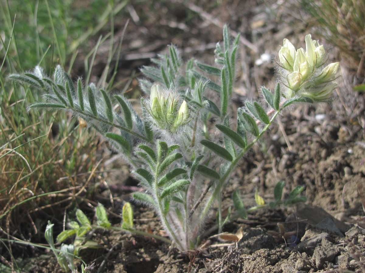 Изображение особи Oxytropis pallasii.