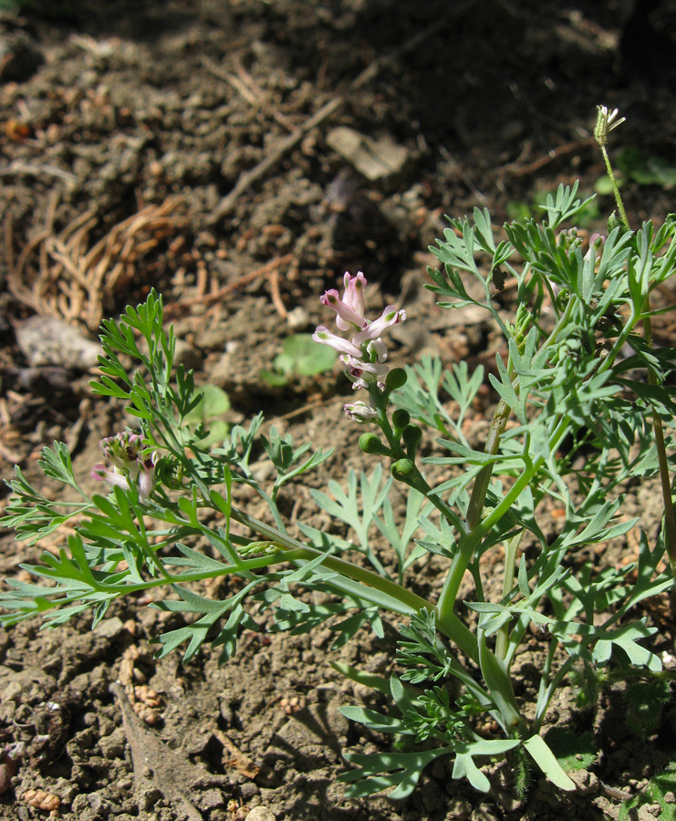 Image of Fumaria parviflora specimen.