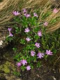 Primula minima