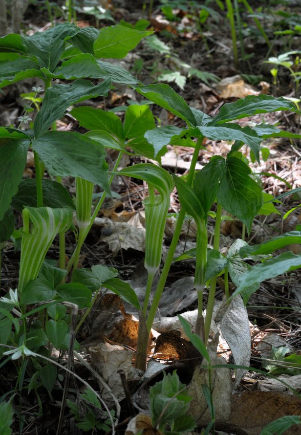 Изображение особи Arisaema amurense.