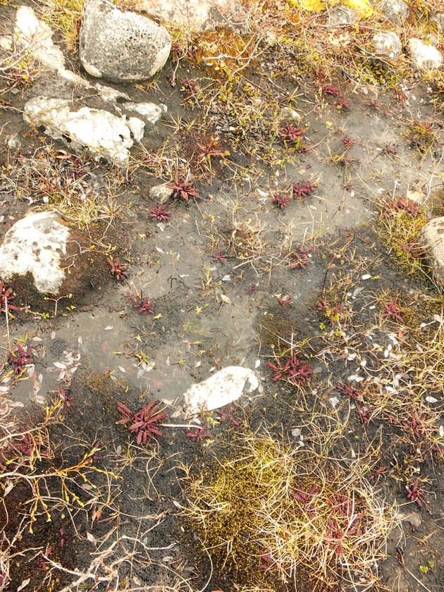 Image of Pedicularis sceptrum-carolinum specimen.
