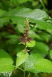 Stachys sylvatica