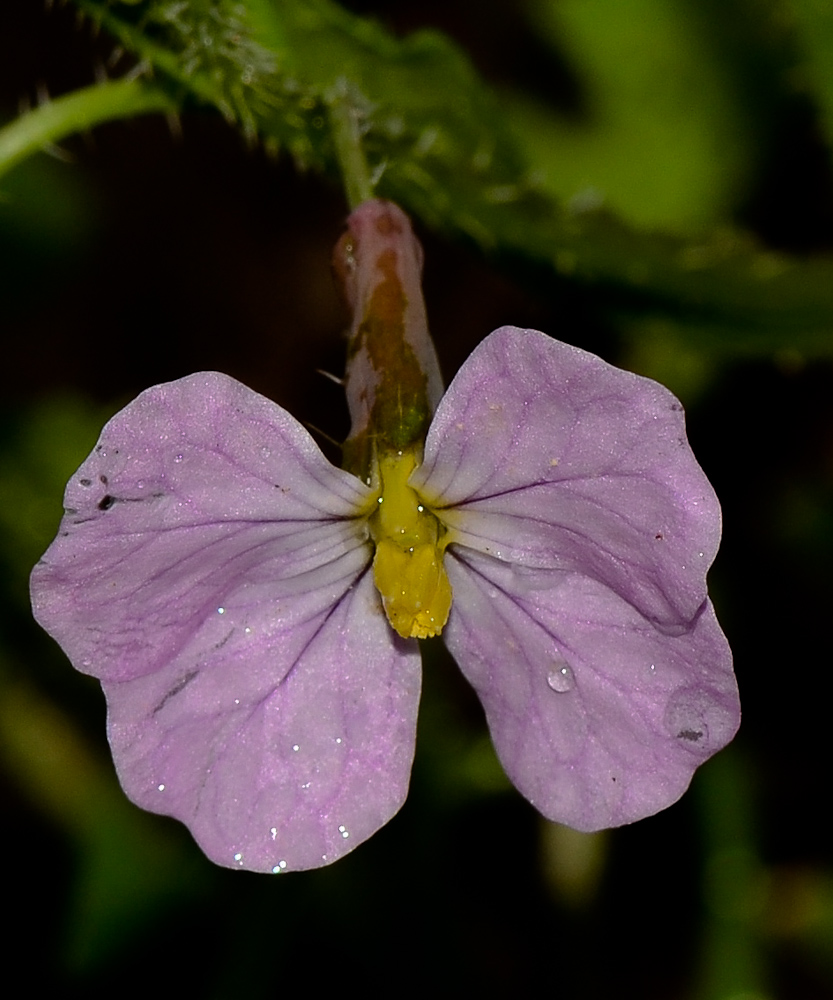 Image of Raphanus rostratus specimen.