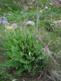 Rumex confertus