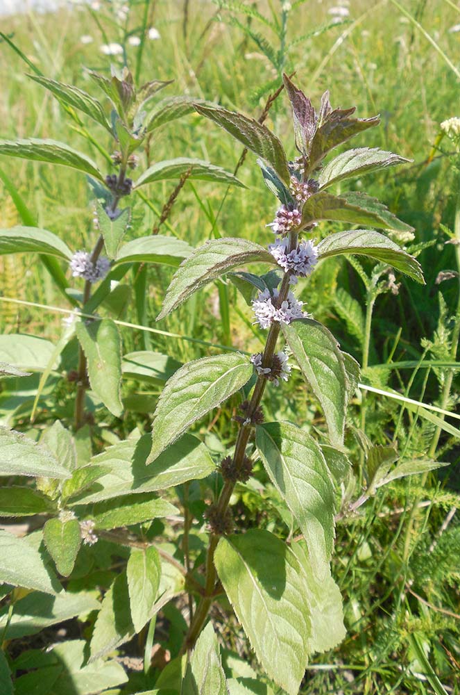 Изображение особи Mentha arvensis.