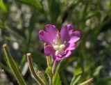 Epilobium hirsutum
