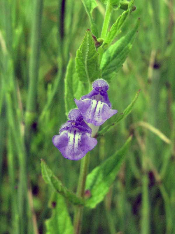 Image of Scutellaria galericulata specimen.