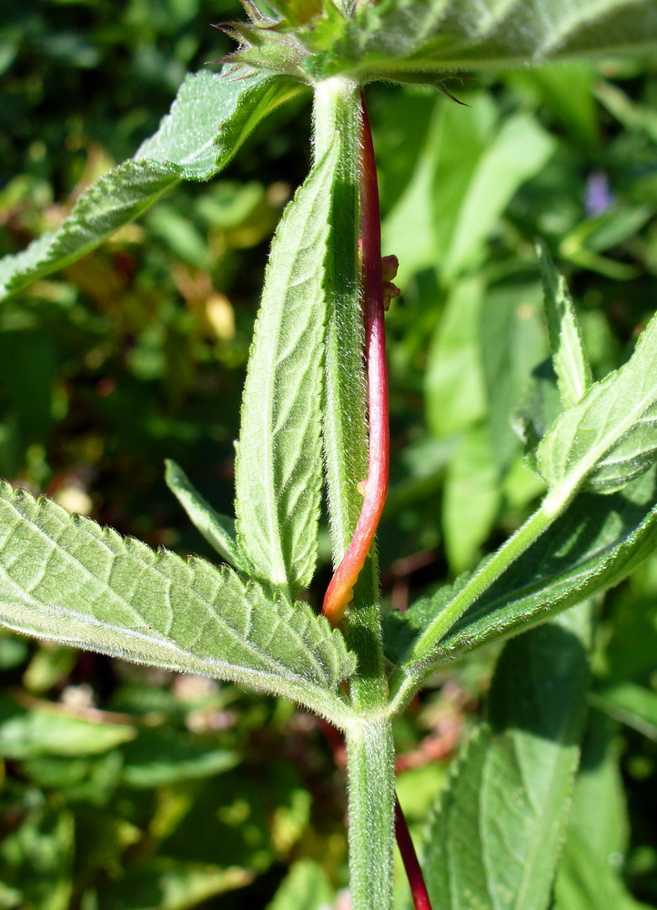 Image of Cuscuta europaea specimen.