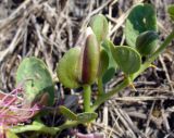 Capparis herbacea. Часть побега с бутонами. Южный берег Крыма, окр. Алушты, склон приморского холма. 27 августа 2013 г.