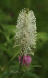 Plantago urvillei. Соцветие. Молдова, Страшенский р-н, с. Каприяна, свежая грабовая дубрава. 25.05.2014.