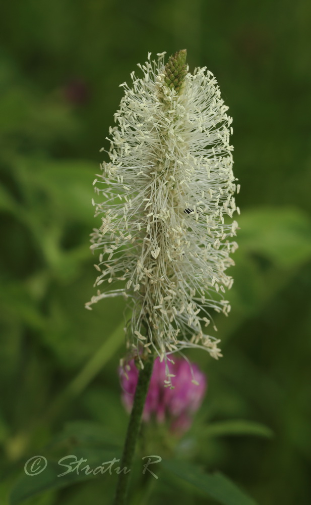 Image of Plantago urvillei specimen.