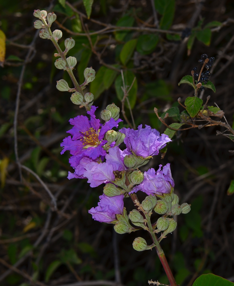 Изображение особи Lagerstroemia speciosa.