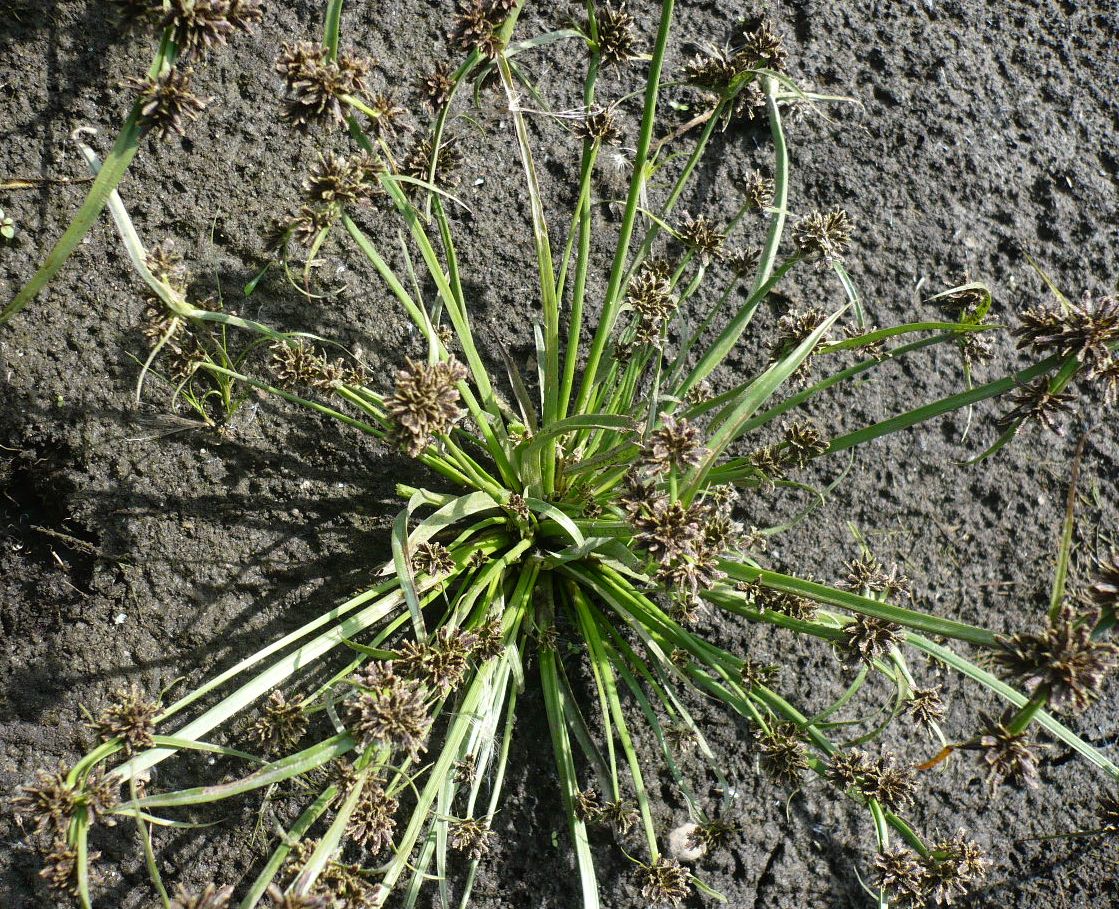 Image of Cyperus fuscus specimen.