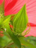 Hibiscus coccineus. Бутон. Республика Абхазия, Новый Афон, приусадебный участок. Август 2014 г.