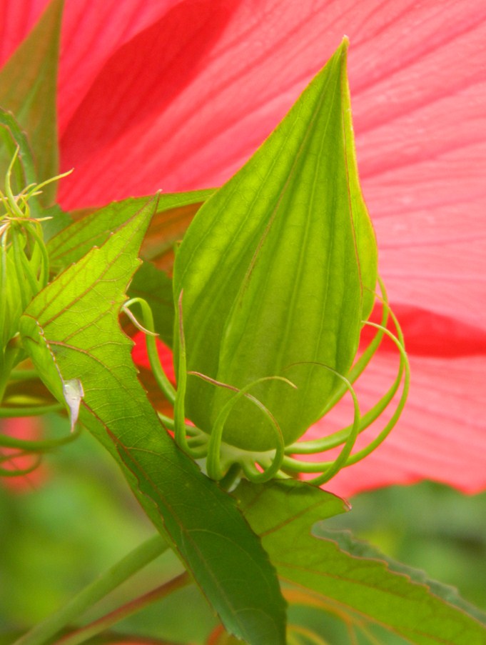 Изображение особи Hibiscus coccineus.