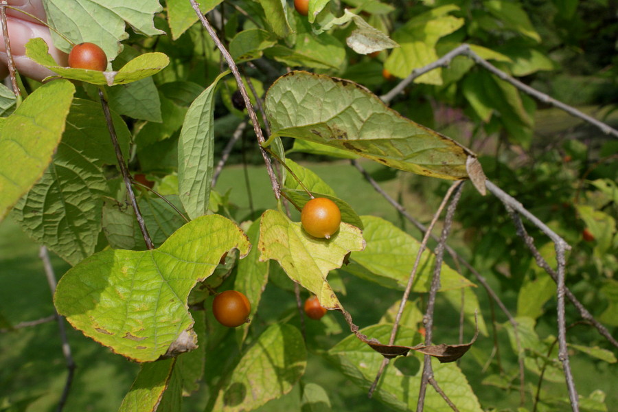 Image of Celtis tournefortii specimen.
