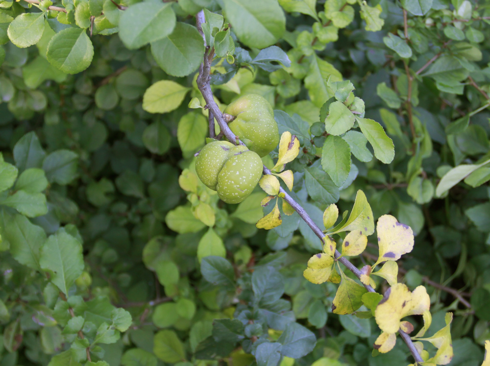 Изображение особи Chaenomeles japonica.