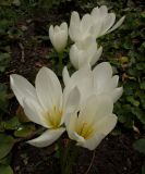 Colchicum speciosum