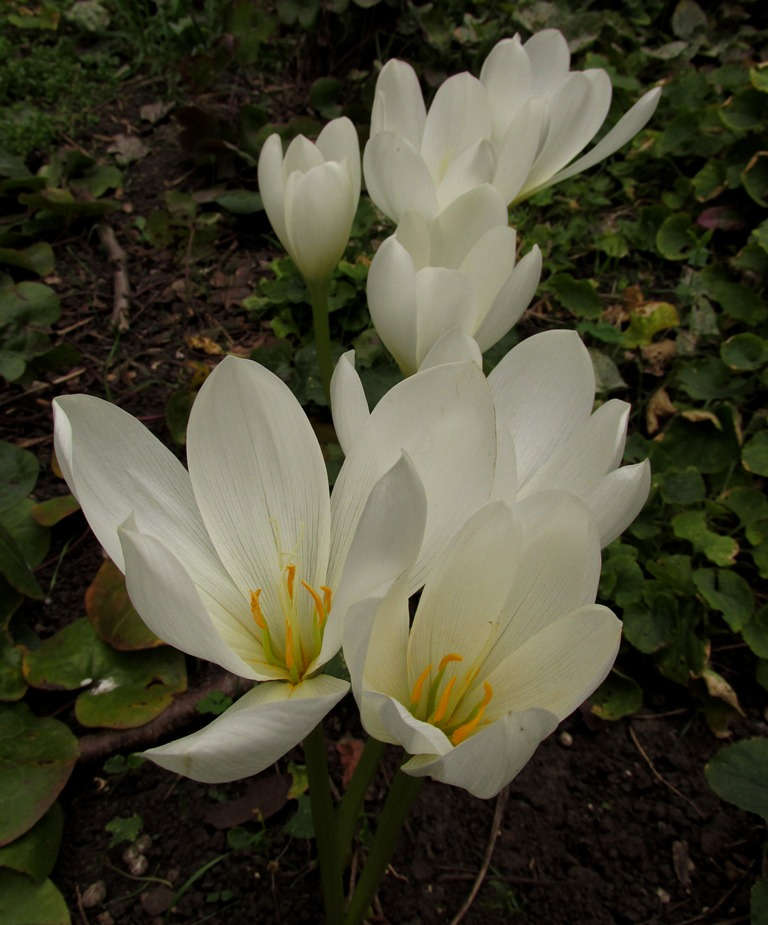 Image of Colchicum speciosum specimen.