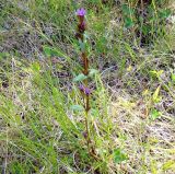 Gentianella amarella