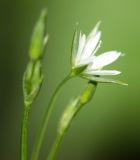 Stellaria graminea