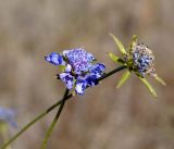 Scabiosa lachnophylla. Верхушки побегов с соцветиями. Амурская обл., в ~ 40км севернее Благовещенска, поле между холмами. 01.10.2014.