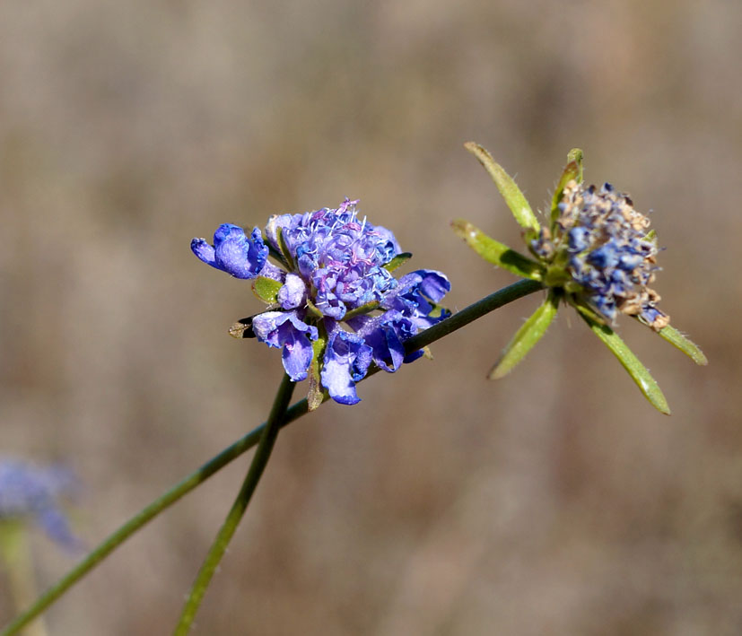 Image of Scabiosa lachnophylla specimen.