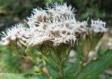 Eupatorium cannabinum. Соцветие. Крым, Ялта, ущелье Уч-Кош. 05.08.2009.