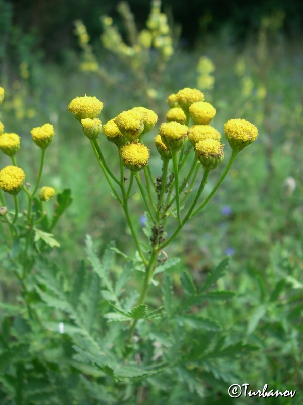 Image of Tanacetum vulgare specimen.
