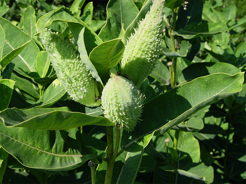 Изображение особи Asclepias syriaca.