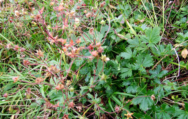 Изображение особи Potentilla crantzii.