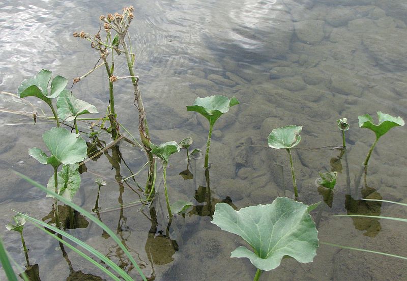 Image of Petasites radiatus specimen.