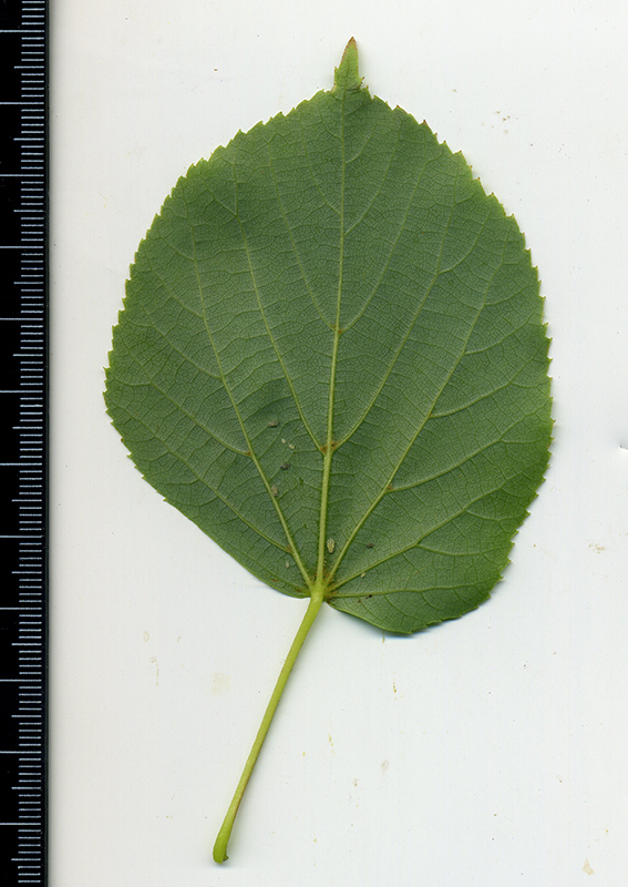Image of Tilia platyphyllos specimen.