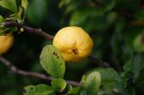 Chaenomeles japonica