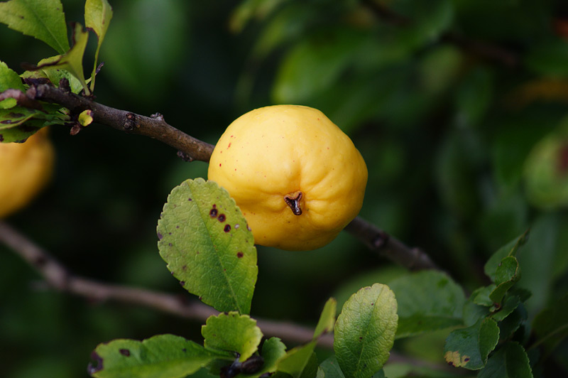 Image of Chaenomeles japonica specimen.